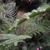 Thumbnail #5 of Didymochlaena truncatula by palmbob
