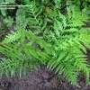 Thumbnail #1 of Woodwardia fimbriata by palmbob