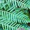 Thumbnail #3 of Woodwardia fimbriata by growin