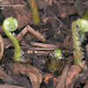 Thumbnail #4 of Woodwardia fimbriata by Cretaceous
