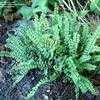 Thumbnail #4 of Asplenium trichomanes by wallaby1