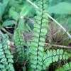 Thumbnail #5 of Asplenium trichomanes by wallaby1