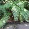 Thumbnail #1 of Woodwardia radicans by palmbob