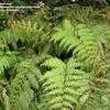 Thumbnail #2 of Woodwardia radicans by palmbob