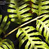 Thumbnail #5 of Woodwardia radicans by Cretaceous