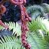 Thumbnail #4 of Woodwardia radicans by palmbob