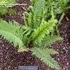 Thumbnail #1 of Polystichum setiferum by palmbob