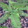 Thumbnail #5 of Polystichum setiferum by palmbob