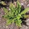 Thumbnail #4 of Polystichum setiferum by mgarr