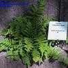 Thumbnail #1 of Polypodium vulgare by standhardt