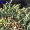 Thumbnail #2 of Polypodium vulgare by kennedyh