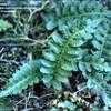 Thumbnail #1 of Polypodium hesperium by kennedyh