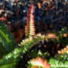 Thumbnail #5 of Blechnum penna-marina by growin