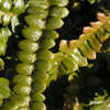 Thumbnail #4 of Blechnum penna-marina by Cretaceous