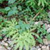 Thumbnail #4 of Adiantum aleuticum by growin