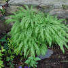 Thumbnail #3 of Adiantum aleuticum by growin