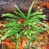 Thumbnail #2 of Asplenium scolopendrium by wallaby1