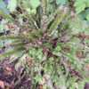 Thumbnail #3 of Asplenium scolopendrium by palmbob