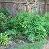 Thumbnail #1 of Dryopteris bissetiana by FlowerManiac