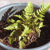 Thumbnail #5 of Dryopteris bissetiana by Cretaceous
