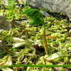 Thumbnail #5 of Botrychium virginianum by bottlegreen