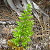 Thumbnail #2 of Osmunda adiantifolia by olddude