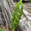 Thumbnail #3 of Osmunda adiantifolia by olddude