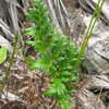 Thumbnail #4 of Osmunda adiantifolia by olddude
