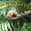 Thumbnail #3 of Blechnum chilense by palmbob