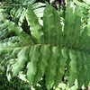 Thumbnail #2 of Blechnum chilense by palmbob