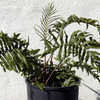 Thumbnail #5 of Blechnum chilense by Cretaceous