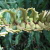 Thumbnail #4 of Blechnum chilense by palmbob