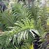 Thumbnail #2 of Blechnum novae-zelandiae by RosinaBloom