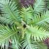 Thumbnail #4 of Blechnum novae-zelandiae by RosinaBloom