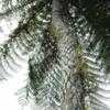 Thumbnail #3 of Cyathea cunninghamii by bootandall