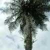 Thumbnail #4 of Cyathea cunninghamii by bootandall