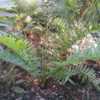 Thumbnail #4 of Acrostichum danaeifolium by palmbob