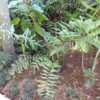Thumbnail #3 of Acrostichum danaeifolium by palmbob