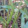Thumbnail #5 of Acrostichum danaeifolium by palmbob
