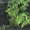 Thumbnail #1 of Gymnocarpium dryopteris by kennedyh