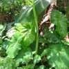 Thumbnail #3 of Amorphophallus paeoniifolius by timrann