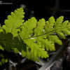 Thumbnail #4 of Gymnocarpium dryopteris by Cretaceous