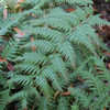 Thumbnail #4 of Woodwardia unigemmata by growin