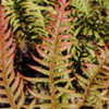 Thumbnail #5 of Woodwardia unigemmata by growin