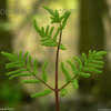 Thumbnail #5 of Osmunda regalis by EROCTUSE2