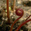 Thumbnail #4 of Osmunda regalis by EROCTUSE2