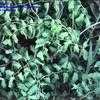 Thumbnail #1 of Lygodium microphyllum by kennedyh