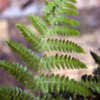 Thumbnail #4 of Dryopteris carthusiana by Cretaceous