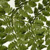 Thumbnail #2 of Dryopteris carthusiana by Cretaceous