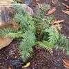 Thumbnail #1 of Asplenium aethiopicum by palmbob